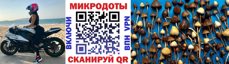 Галлюциногенные грибы Psilocybe даркнет состав Злынка купить наркотики цена mega зеркало